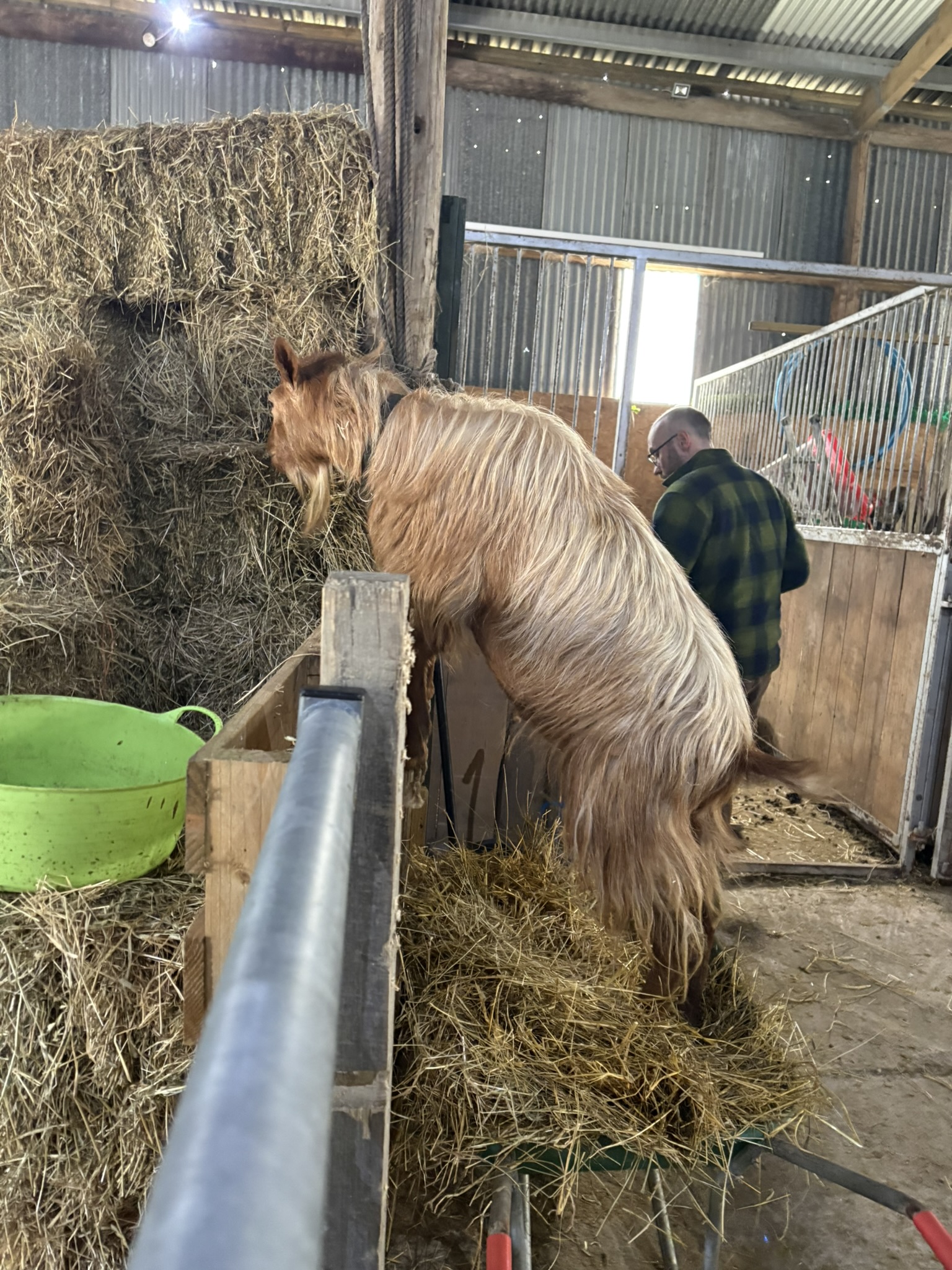 billy goat in a wheelbarrow