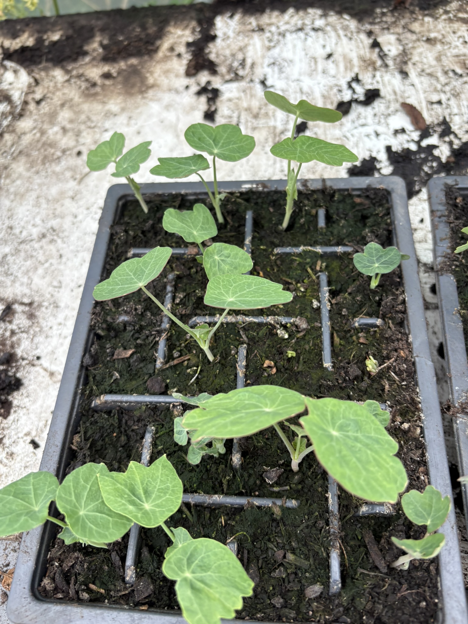 seedling tray